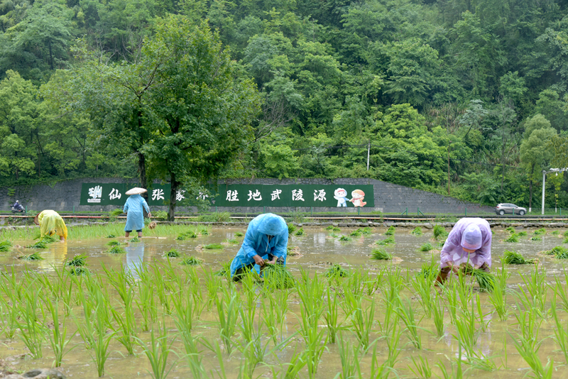 端午假期冒雨插秧，張家界黃龍洞景區生態田園農事忙
